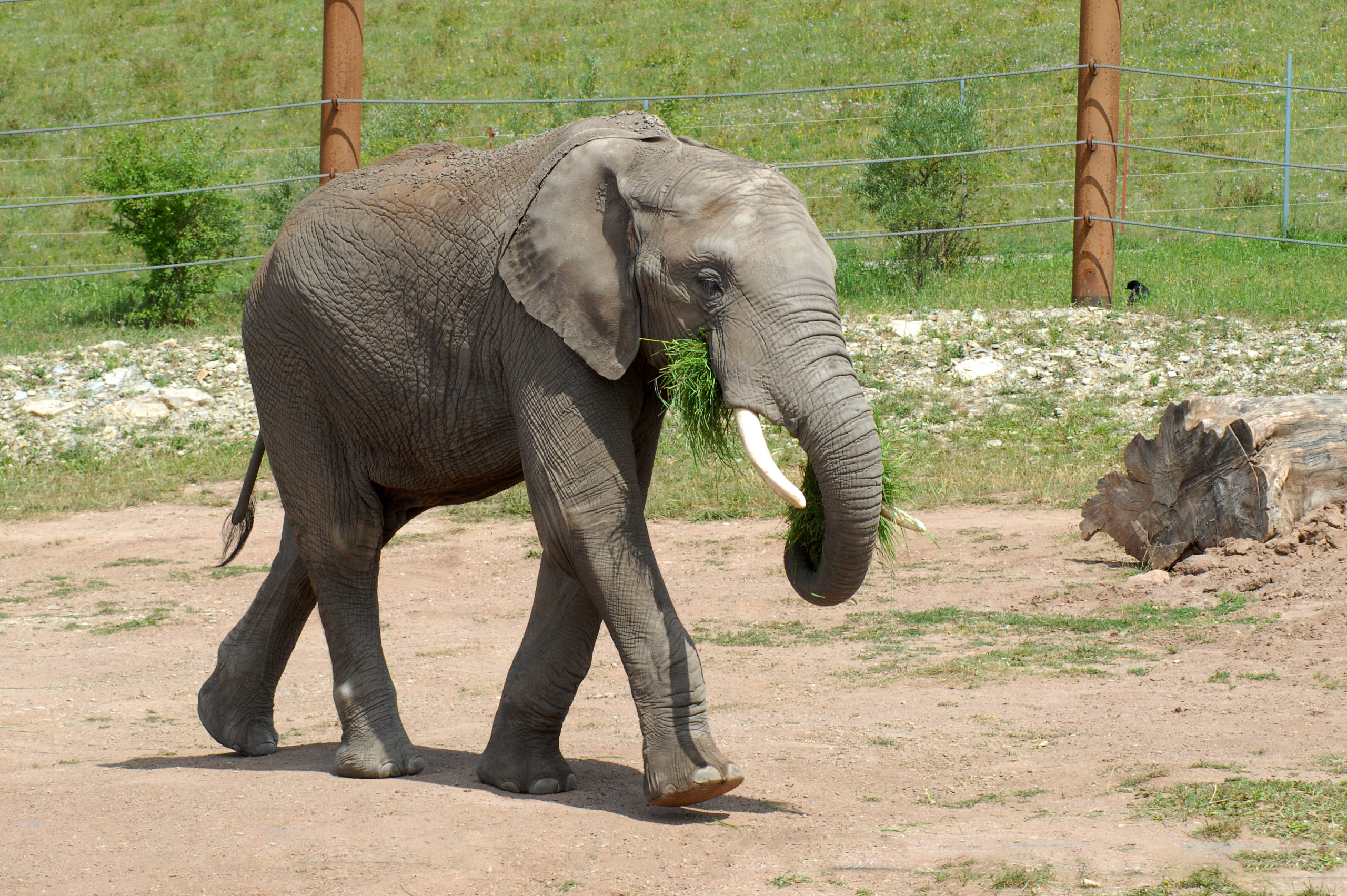 Der Zoopark Thüringen hat seit 2014 ein riesiges Areal für seine Elefanten