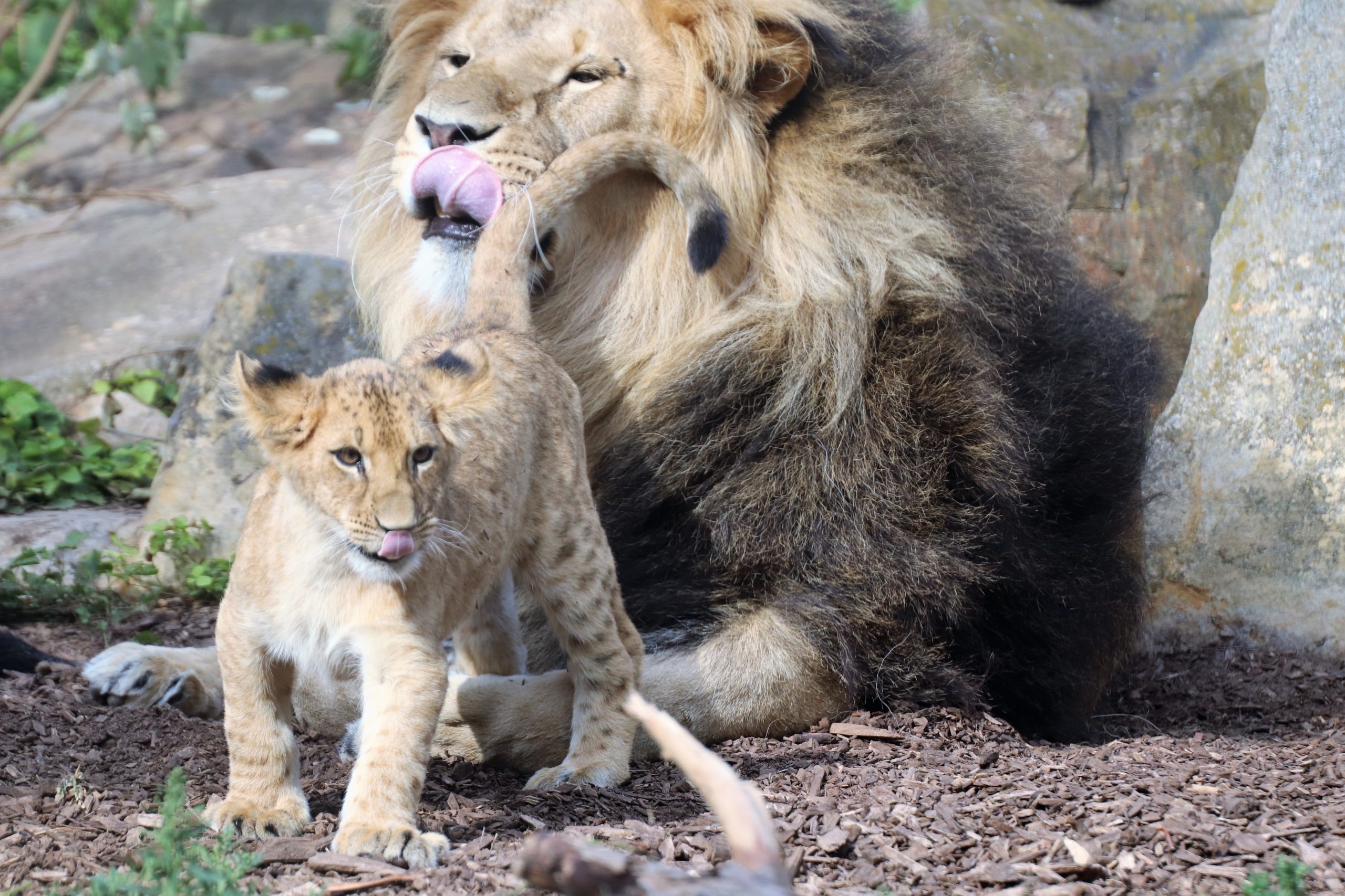 Der Zoopark Erfurt legt großen Wert auf artgerechte Haltung