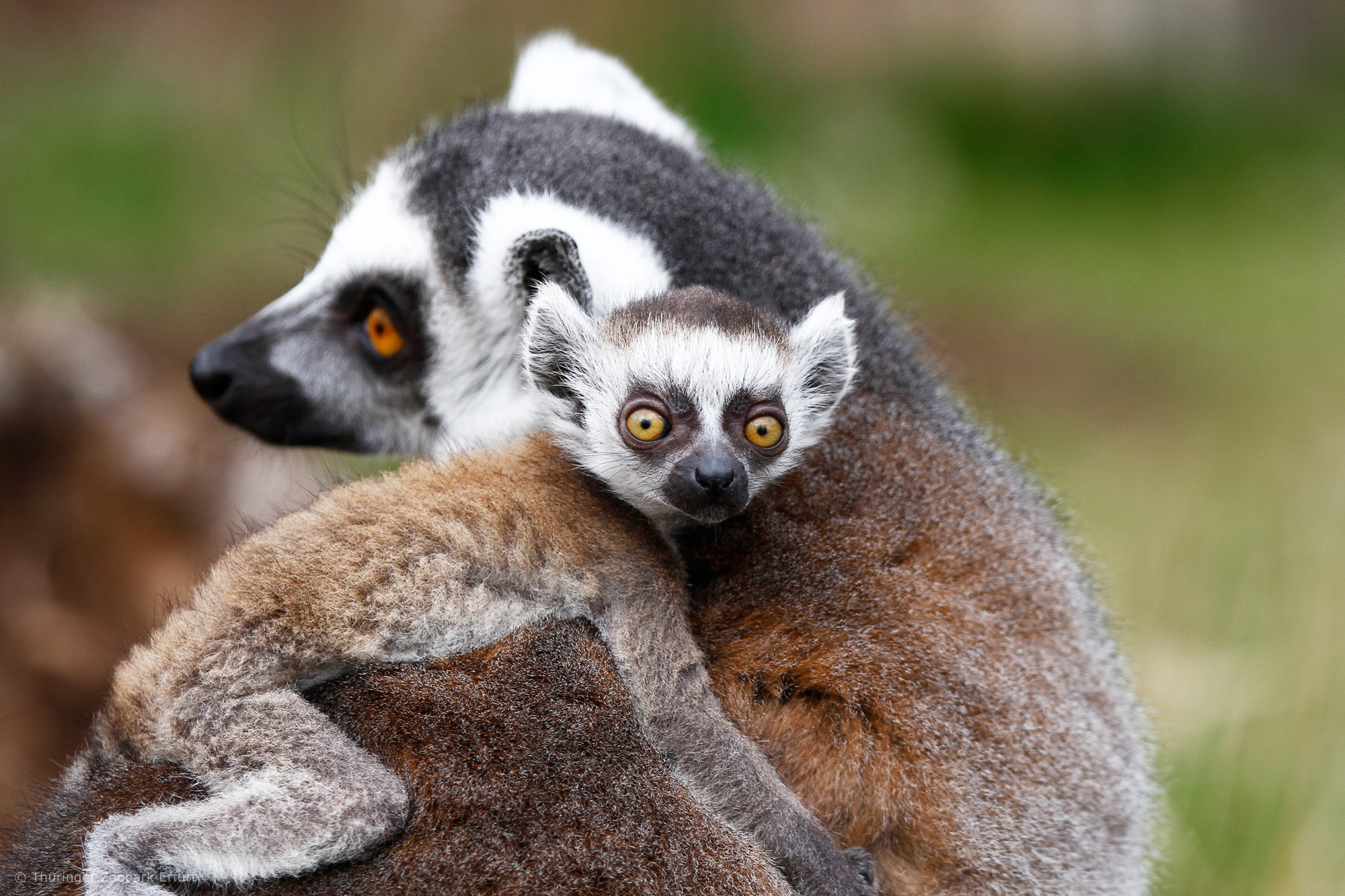 Im Zoopark Erfurt gibt es auch Lemuren!